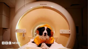 We should smile at our dogs - a new scientific study reveals why