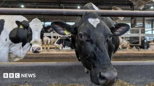 How farmers could fix Wales' polluted rivers and save money