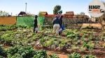 Part 7 | ‘No hunger here’ – How a Lenasia community garden helps unemployed families put food on the table