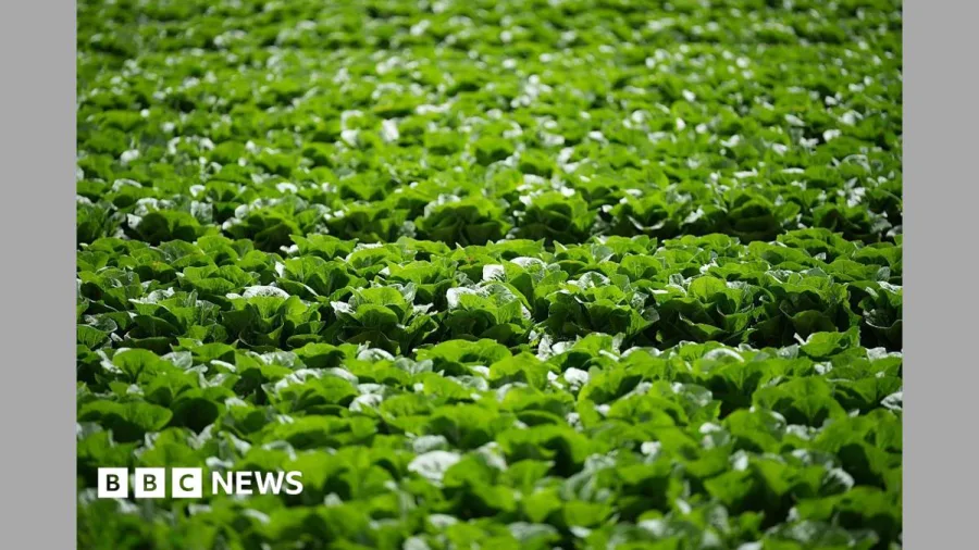 Millions of lettuces ruined by UK aphid outbreak