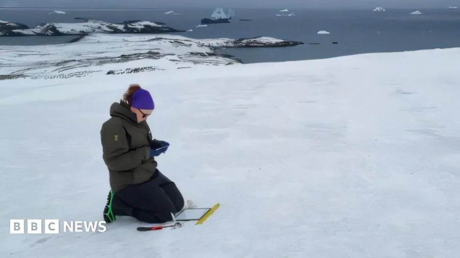 Academic finds diverse algae on Antarctic mission