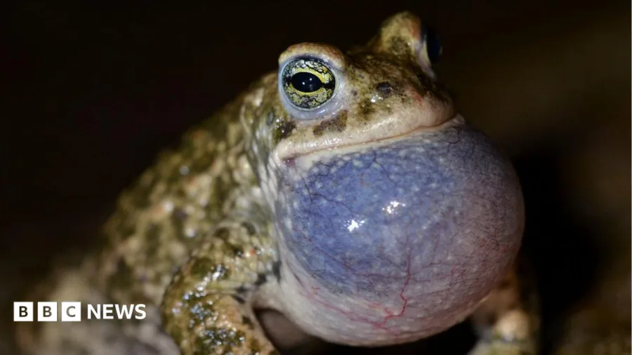 Dune project aims to aid rare toads and beetles