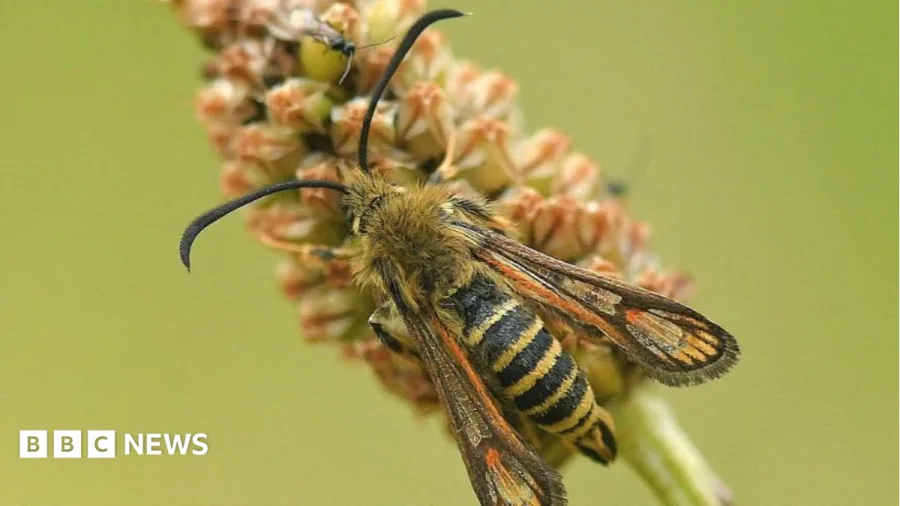 Rare moth find in town park sparks hopes of others