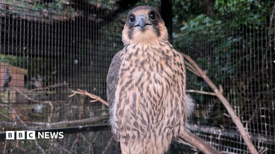 Injured peregrine reunion 'brought tears to eyes'