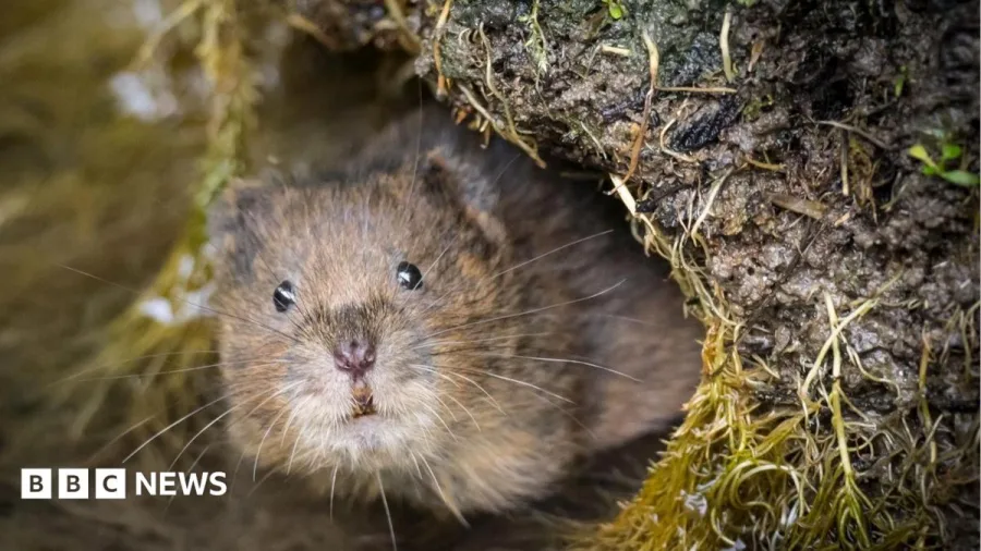 Poles and holes searching for voles
