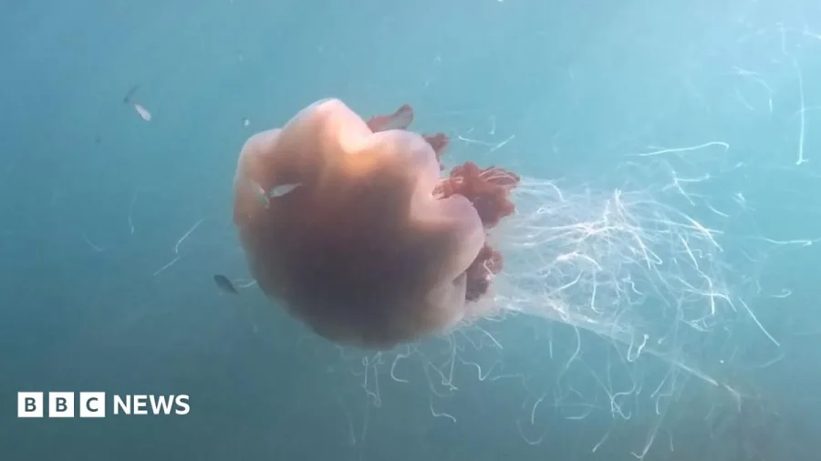 Giant jellyfish with '40ft tentacles' captured on camera off coast