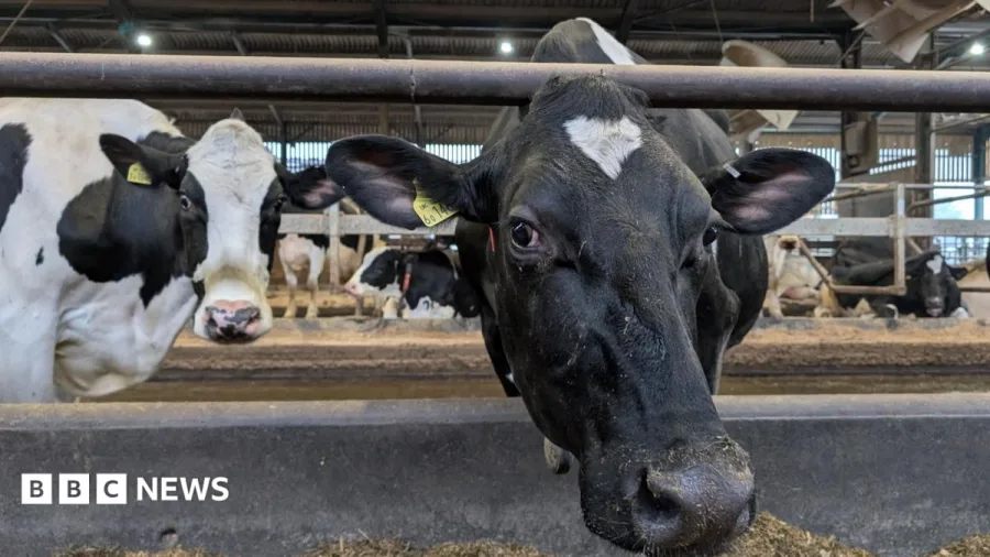 How farmers could fix Wales' polluted rivers and save money