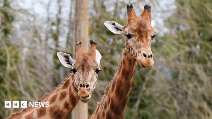 Rising costs put strain on zoo's conservation work
