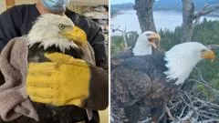 Where is Jackie? Beloved live cam eagle in critical condition