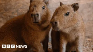 Two capybara pups born to UK's only breeding pair