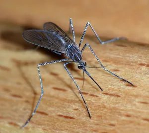 Nosimot Soneye: Malaria, the preventable killer we must no longer ignore