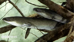 Islanders asked to report sightings of rare eel