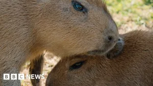 Two capybara pups born at Longleat
