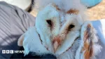'Magical' and rare barn owl has bumper breeding season