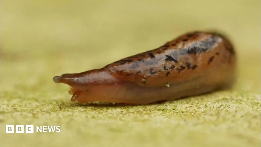 Slug sleuths on the trail of gorging gastropods