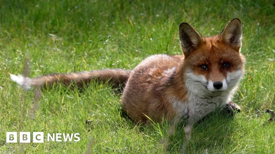 How can you help wildlife during hot weather?