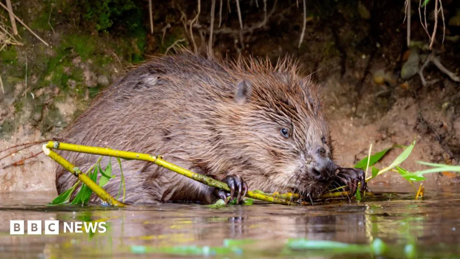 Wildlife conservation work to get £1m boost