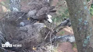 White-tailed eagle chicks fledge for fourth year