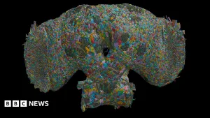 How the brain of a fly may help explain human behaviour