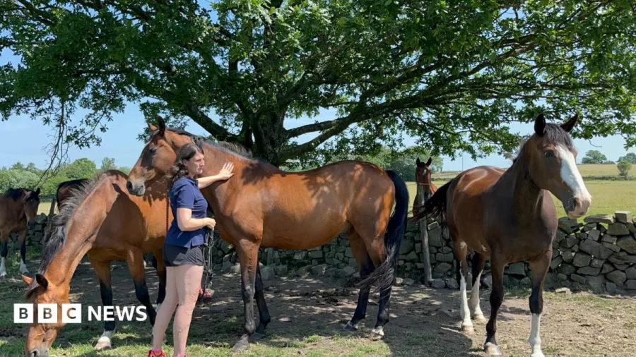 Livery bookings rise as horse owners struggle with costs