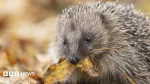 Will a new strategy help protect Northern Ireland's nature?