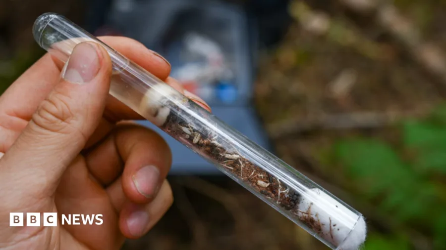 'Lost' ant species reintroduced to woodland