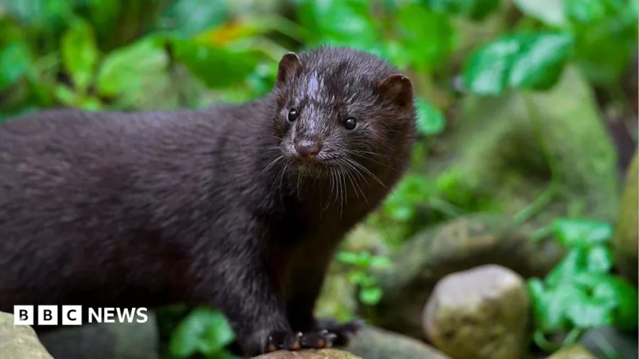 Mink numbers to be cut by 90% in Kent