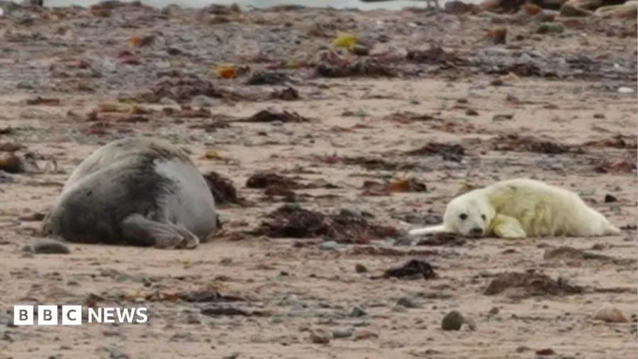 Seal pups spotted at nature reserve for 12th year