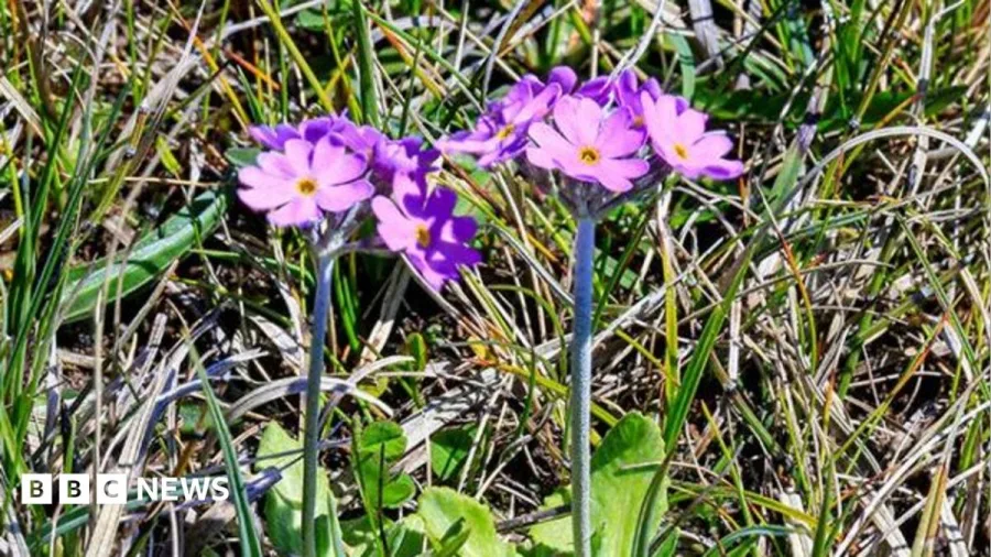 Project aims to protect rare arctic-alpine plants