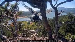 Watch: Young bald eagle takes first flight in California