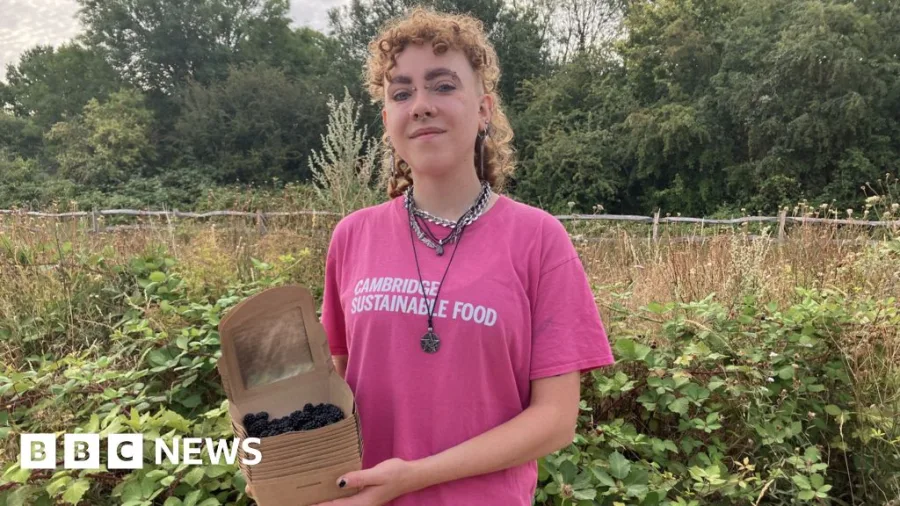 'We are rescuing unpicked blackberries'