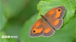 Butterfly populations 'could crash' due to weather